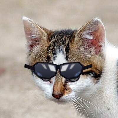 A kitten wearing extremely cool sunglasses