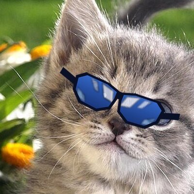 Kitten in blue sunglasses