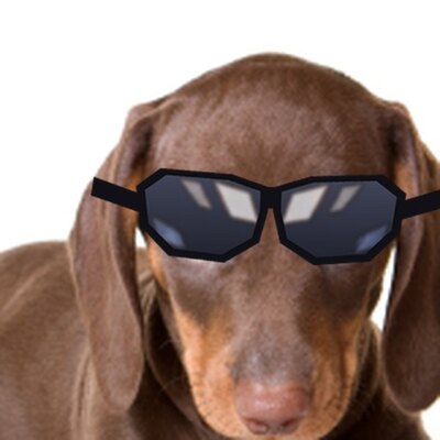 Dachshund puppy in black sunglasses